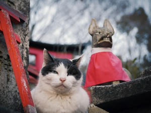 猫と稲荷神社の写真