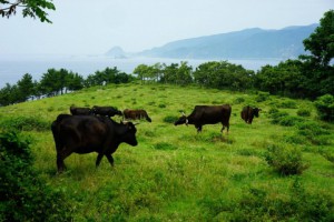 草原を散歩する牛