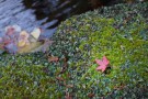 秋の苔と紅葉