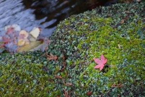 秋の苔と紅葉